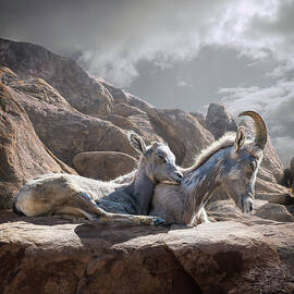 Female And Young Bighorn Sheep by Ed Freeman