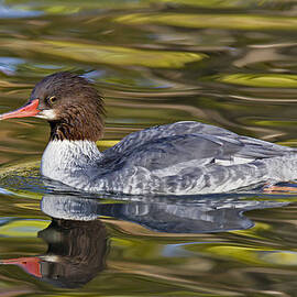 Female Common Merganser Duck by Susan Candelario