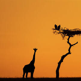 Female Giraffe With Baby At Sunrise by Mike Hill