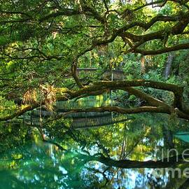 Fern Hammock by Adam Jewell