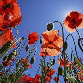 Field of poppies at spring by Sami Sarkis Photography