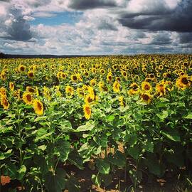 Field Of Sunflowers by Danielle Donders