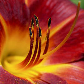 Fiery Lily by Rona Black