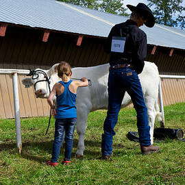 Final Touches on the Charolais Heifer  by Mary Lee Dereske