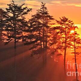 Fire In The Trees by Adam Jewell