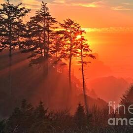 Fire Through The Trees by Adam Jewell