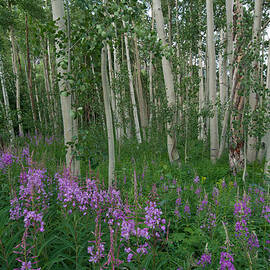 Fireweed and Aspen by Cascade Colors