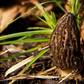 First Morel Mushroom of Spring by Mary Lee Dereske