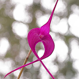 First Prize by Rona Black