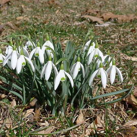 First Snowdrops by Richard Reeve