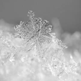 First Snowflake by Rona Black