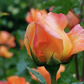 Fit for a Queen by Rona Black