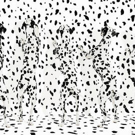 Five Dalmations by Gandee Vasan