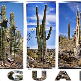 Five Saguaros by Kelley King