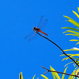 Flame Skippin by Joe Schofield