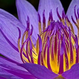 Flaming Heart by Susan Candelario