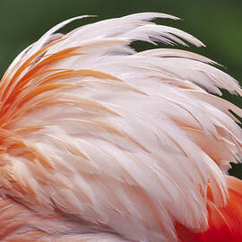 Flamingo Feathers by Susan Candelario