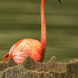 Flamingo Speaks by Bill and Linda Tiepelman