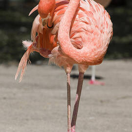 Flamingo by Steven Ralser