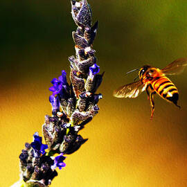 Float Like a Butterfly by Joe Schofield