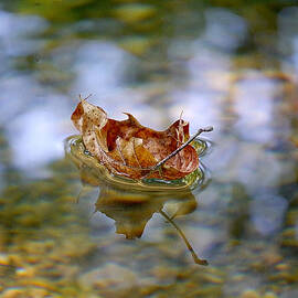 Floating Fall Leaf by Richard Reeve