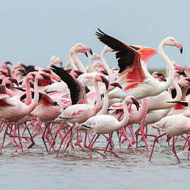 Flock Of Flamingoes Walking On Beach by Pixelchrome Inc
