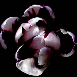 Floral Symmetry by Rona Black