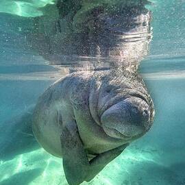 Florida Manatee by Ai Angel Gentel