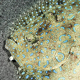 Camouflaged Peacock Flounder by Jean Noren
