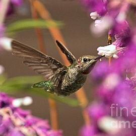 Flower Buffet by Adam Jewell