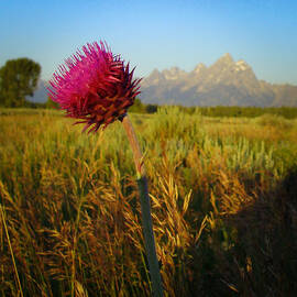 Flower in the Tetons by Stacy Abbott
