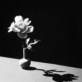 Flower In Vase by Horst P. Horst