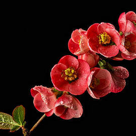Flowering Quince by Mary Jo Allen