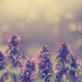 Wild Flowers by Jelena Jovanovic