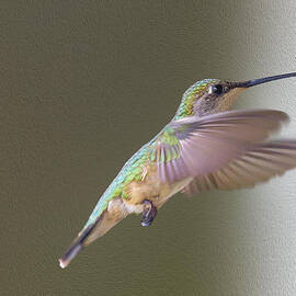 Flutter Hummer by Bill and Linda Tiepelman