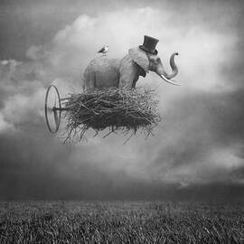 Fly by Beata Bieniak