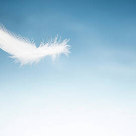 Flying Bird Feater - Sky White Blue by Thomasvogel