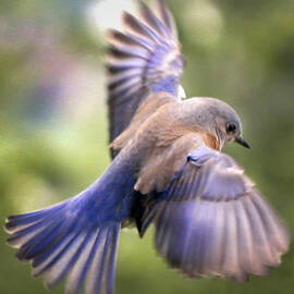 Flying bluebird by Jean Noren