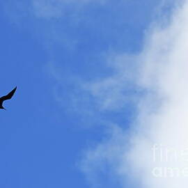 Flying Great Frigate in sky by Sami Sarkis Photography