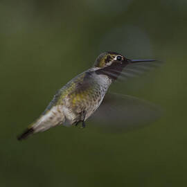 Flying Humming Bird by Jean Noren