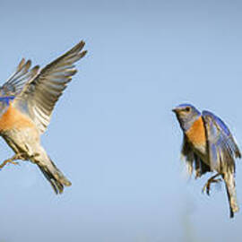 Flying by Jean Noren