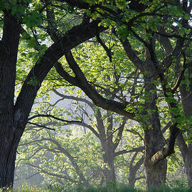 Fog Lifting on a Spring Morning in Minnesota by Cascade Colors