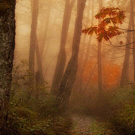 Foggy Autumn by Mary Jo Allen