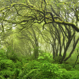 Foggy Morning At Point Reyes National by Andrew C Mace