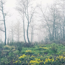 Foggy Winter Forest by Cirano83