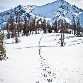 Footprints Leads To Frosty Mountain by Christopher Kimmel