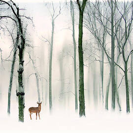 Forest Friend by Jessica Jenney