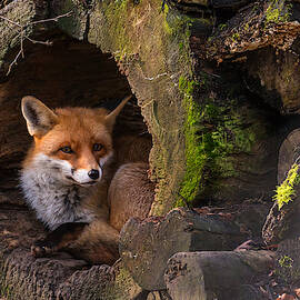 Fox by Cees van Ginkel