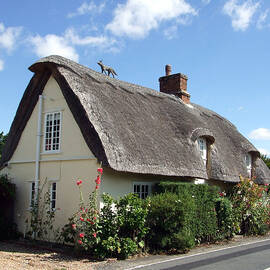 Fox on the Roof by Richard Reeve