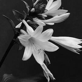 Fragrant Plantain Lily by J. Horace McFarland